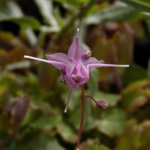 EPIMEDIUM grandiflorum 'Lilafee' EPIMEDIUM grandiflorum 'Lilafee'
