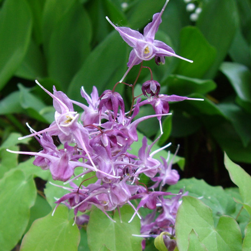 EPIMEDIUM grandiflorum 'Lilafee' EPIMEDIUM grandiflorum 'Lilafee'