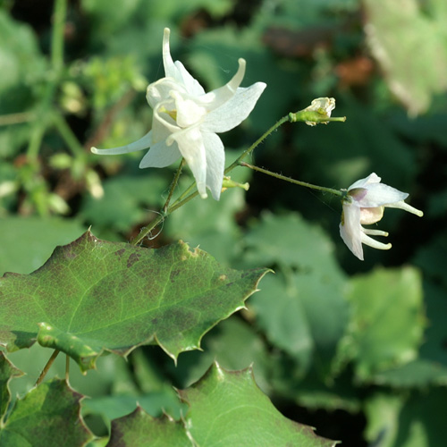 EPIMEDIUM pauciflorum EPIMEDIUM pauciflorum