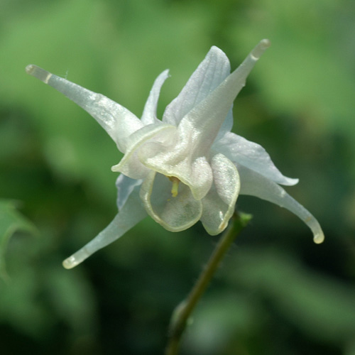 EPIMEDIUM pauciflorum EPIMEDIUM pauciflorum