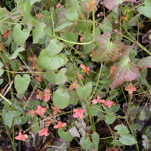 EPIMEDIUM pubigerum 'Orangekönigin' EPIMEDIUM pubigerum 'Orangekönigin'