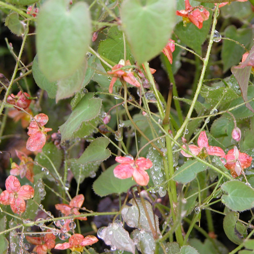 EPIMEDIUM pubigerum 'Orangekönigin' EPIMEDIUM pubigerum 'Orangekönigin'