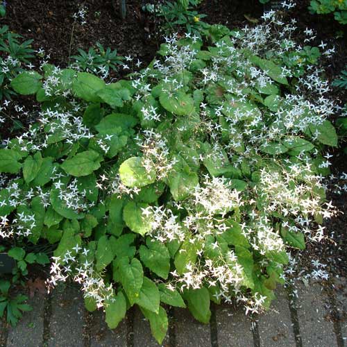 EPIMEDIUM stellulatum 'Wudang Star' EPIMEDIUM stellulatum 'Wudang Star'