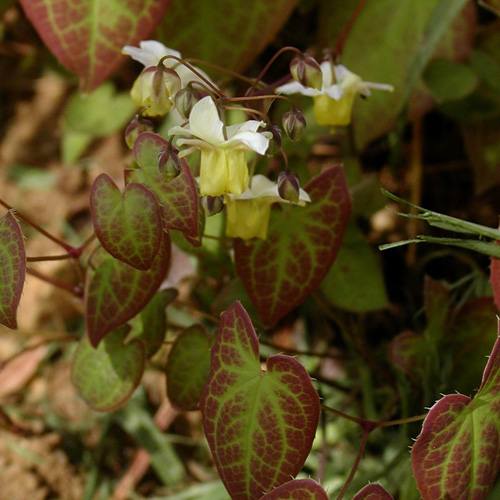 EPIMEDIUM versicolor 'Sulphureum' EPIMEDIUM versicolor 'Sulphureum'