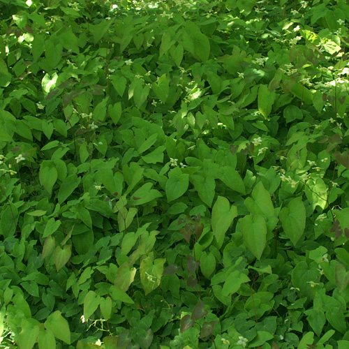 EPIMEDIUM versicolor 'Sulphureum' EPIMEDIUM versicolor 'Sulphureum'
