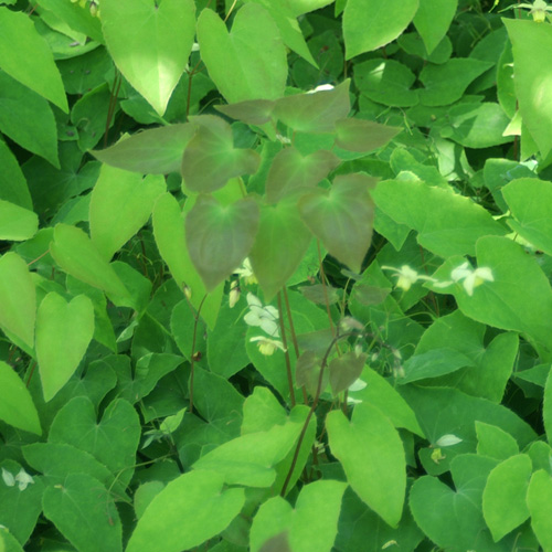 EPIMEDIUM versicolor 'Sulphureum' EPIMEDIUM versicolor 'Sulphureum'