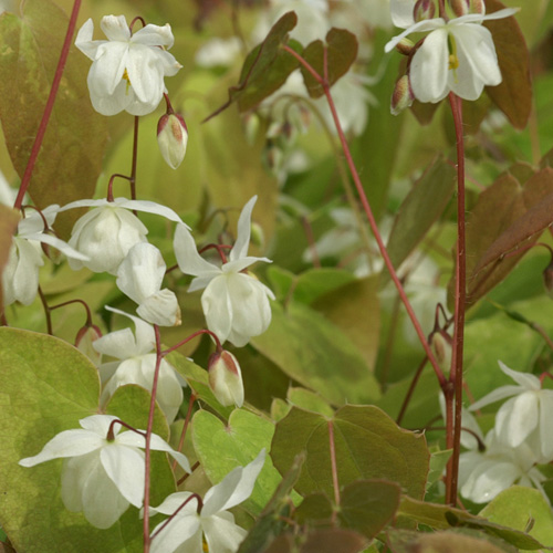 EPIMEDIUM youngianum 'Niveum' EPIMEDIUM youngianum 'Niveum'