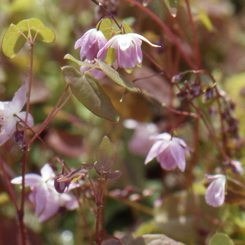 EPIMEDIUM youngianum 'Roseum' EPIMEDIUM youngianum 'Roseum'