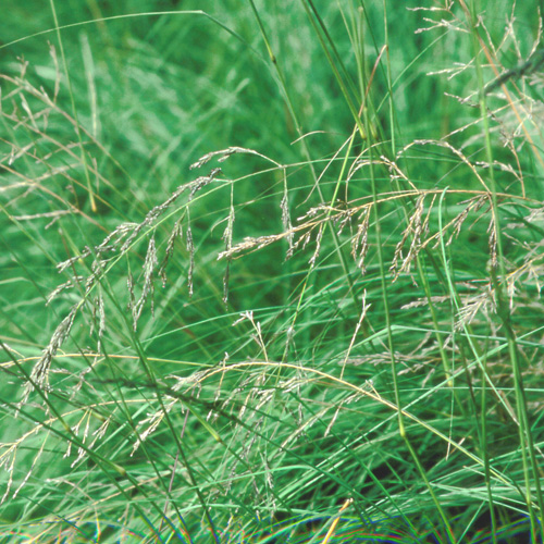 ERAGROSTIS trichodes ERAGROSTIS trichodes