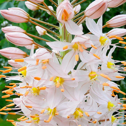 EREMURUS robustus EREMURUS robustus