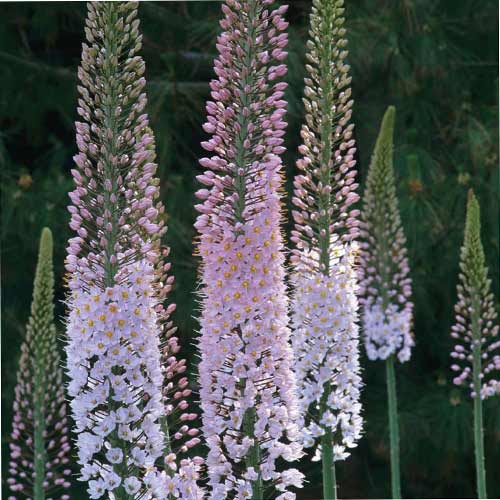 EREMURUS robustus EREMURUS robustus