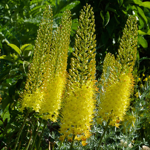EREMURUS stenophyllus EREMURUS stenophyllus