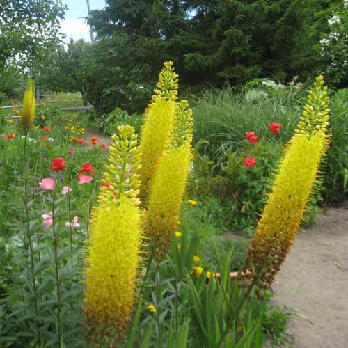 EREMURUS stenophyllus EREMURUS stenophyllus