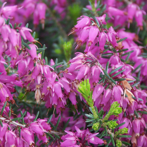 ERICA carnea 'Rosalie ' ERICA carnea 'Rosalie '