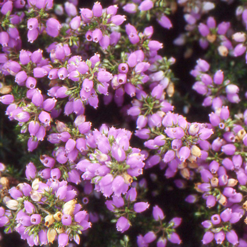 ERICA cinerea 'Cévennes' ERICA cinerea 'Cévennes'