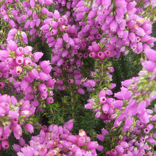 ERICA cinerea 'Cévennes' ERICA cinerea 'Cévennes'