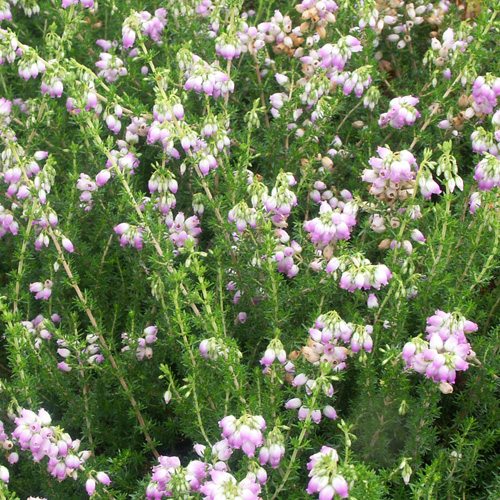 ERICA cinerea 'Eden Valley' ERICA cinerea 'Eden Valley'