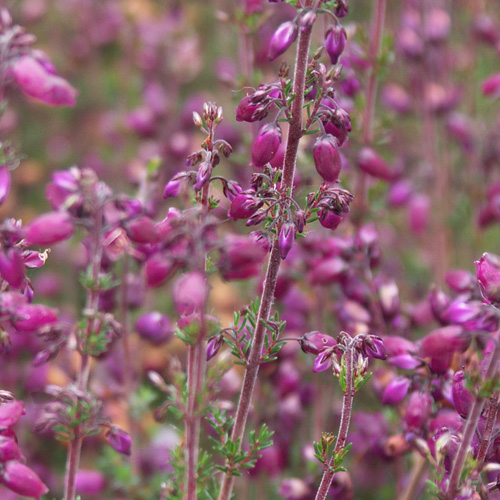 ERICA cinerea 'Katinka' ERICA cinerea 'Katinka'