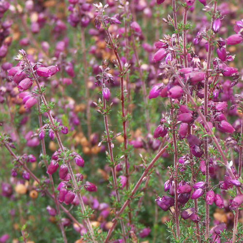 ERICA cinerea 'Katinka' ERICA cinerea 'Katinka'