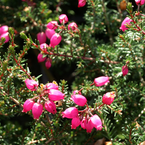 ERICA cinerea 'Rosabella' ERICA cinerea 'Rosabella'