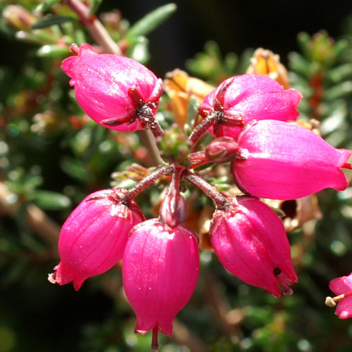 ERICA cinerea 'Rosabella' ERICA cinerea 'Rosabella'