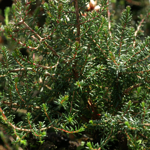 ERICA cinerea 'Rosabella' ERICA cinerea 'Rosabella'