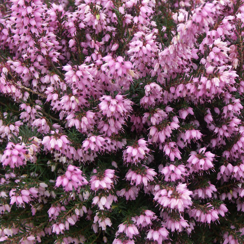 ERICA darleyensis 'Spring Surprise' ERICA darleyensis 'Spring Surprise'