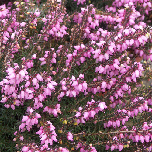 ERICA darleyensis 'Spring Surprise' ERICA darleyensis 'Spring Surprise'
