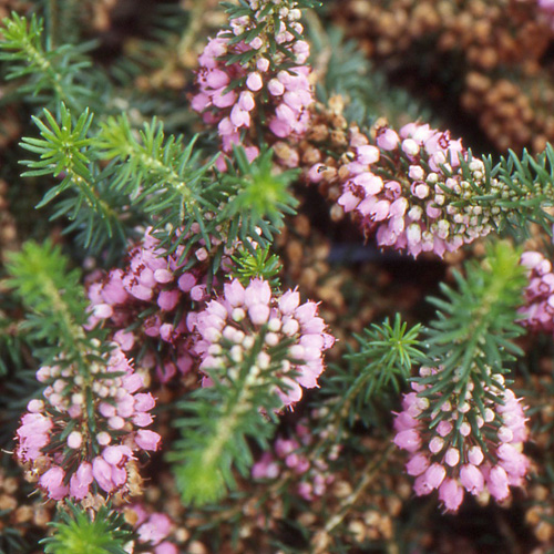 ERICA vagans 'Mrs D.F. Maxwell' ERICA vagans 'Mrs D.F. Maxwell'