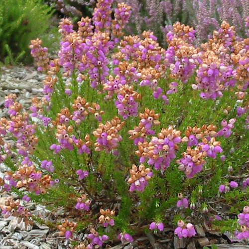 ERICA vagans 'St Keverne' ERICA vagans 'St Keverne'