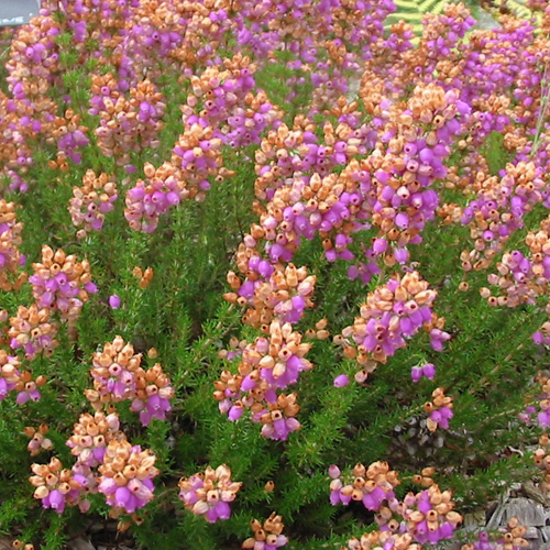 ERICA vagans 'St Keverne' ERICA vagans 'St Keverne'