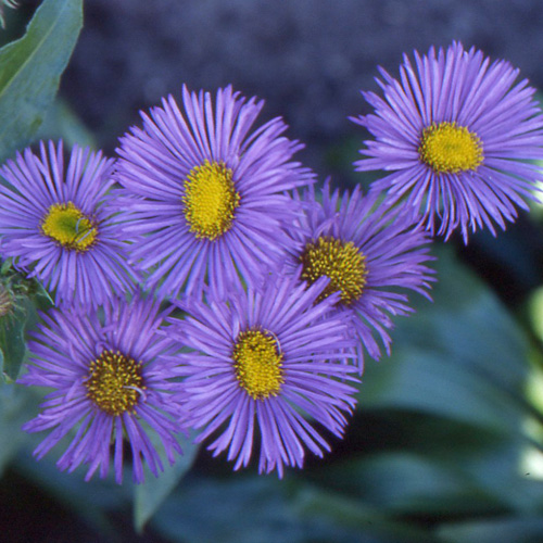 ERIGERON 'Dunkelste Aller' ERIGERON 'Dunkelste Aller'