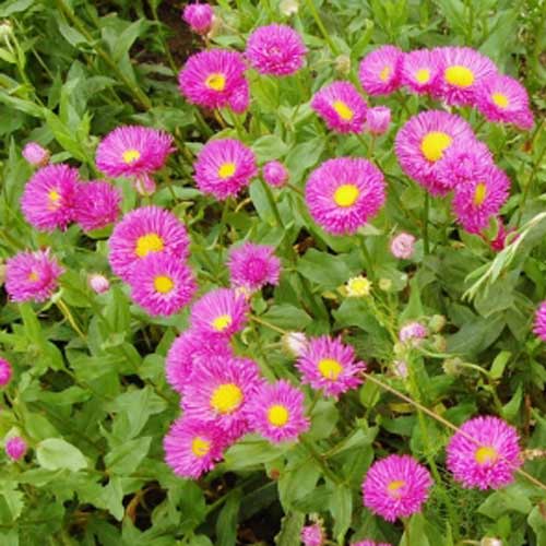 ERIGERON 'Foersters Liebling' ERIGERON 'Foersters Liebling'