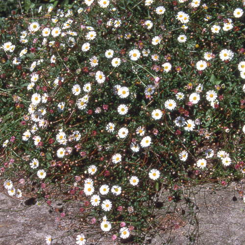 Plantes Vivaces ERIGERON karvinskianus - Pâquerette des murailles -  Vergerette en vente - Pépinière Lepage