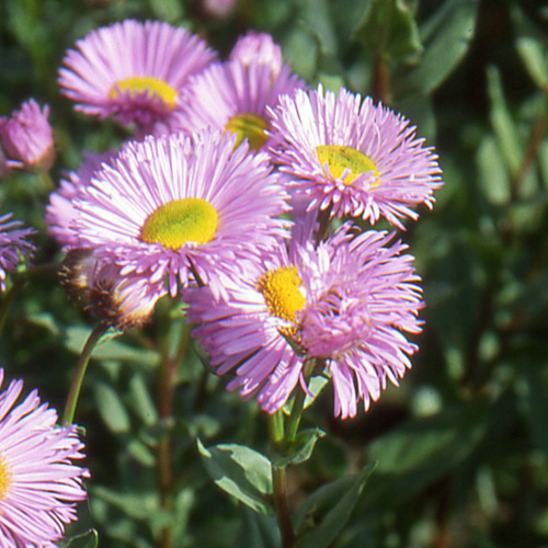 ERIGERON 'Rosa Juwel' ERIGERON 'Rosa Juwel'
