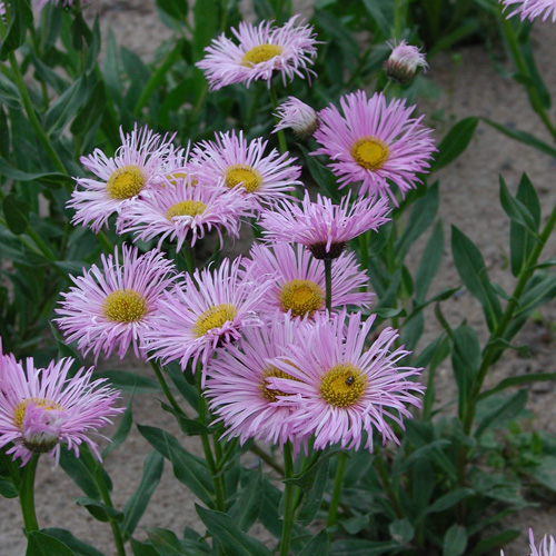 ERIGERON 'Rosa Triumph' ERIGERON 'Rosa Triumph'
