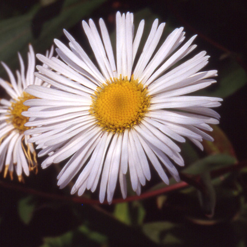 ERIGERON 'Sommerneuschnee' ERIGERON 'Sommerneuschnee'