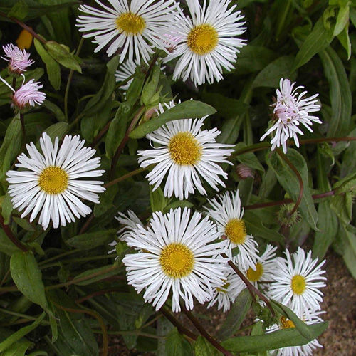 ERIGERON 'Sommerneuschnee' ERIGERON 'Sommerneuschnee'