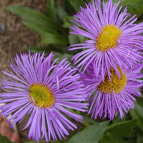 ERIGERON 'Wuppertal' ERIGERON 'Wuppertal'