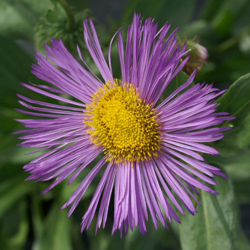 ERIGERON 'Wuppertal' ERIGERON 'Wuppertal'