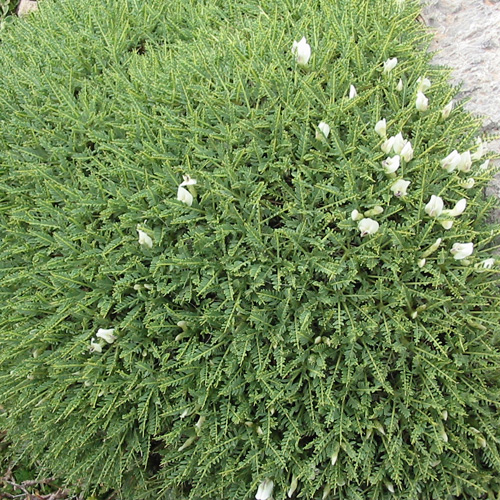 ERODIUM chrysanthum ERODIUM chrysanthum