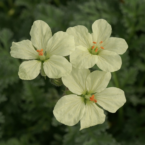ERODIUM chrysanthum ERODIUM chrysanthum