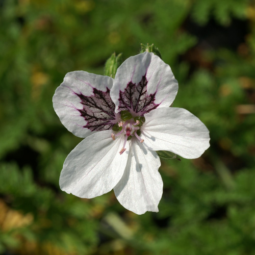 ERODIUM 'Stephanie' ERODIUM 'Stephanie'