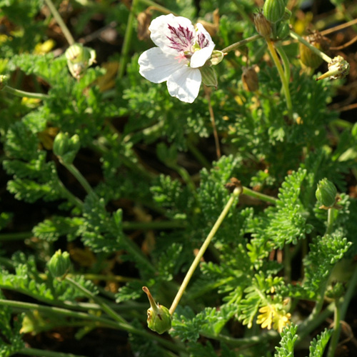 ERODIUM 'Stephanie' ERODIUM 'Stephanie'