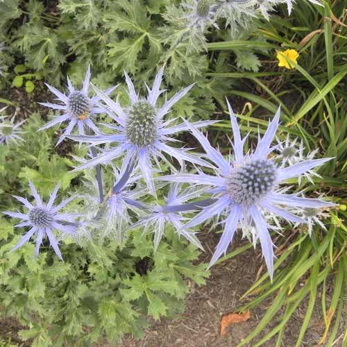 ERYNGIUM zabelii 'Big Blue' ERYNGIUM zabelii 'Big Blue'