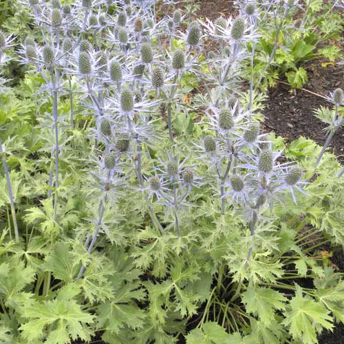 ERYNGIUM zabelii 'Big Blue' ERYNGIUM zabelii 'Big Blue'
