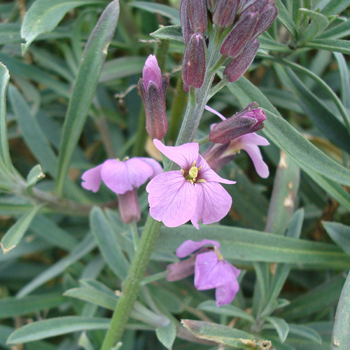 Plantes Vivaces ERYSIMUM 'Bowles Mauve' - Vélar en vente - Pépinière Lepage