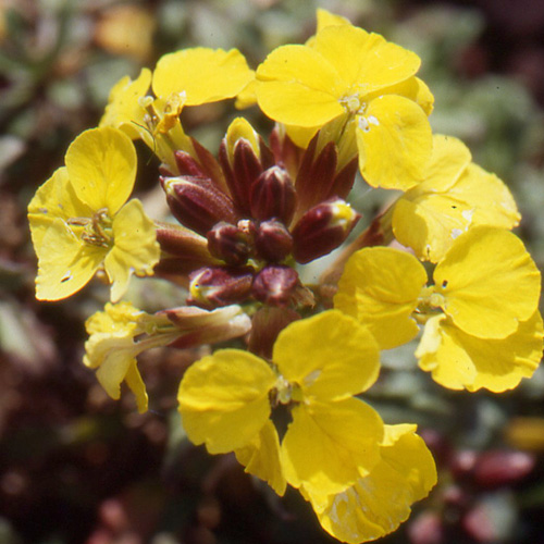 ERYSIMUM helveticum (pumilum) ERYSIMUM helveticum (pumilum)