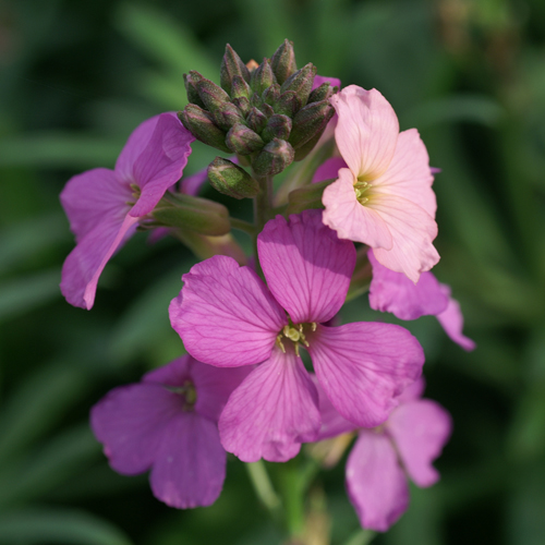 ERYSIMUM 'Poem Lavender' ERYSIMUM 'Poem Lavender'