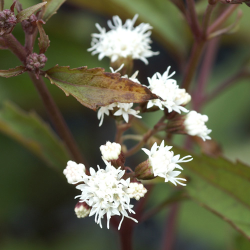 EUPATORIUM rugosum 'Chocolate' EUPATORIUM rugosum 'Chocolate'